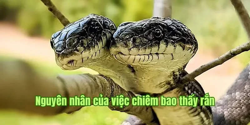 Nguyên nhân của việc chiêm bao thấy rắn